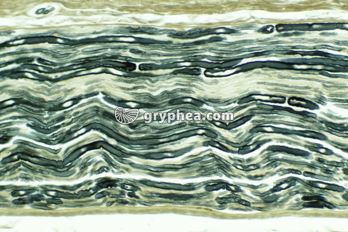 Nerf CL x70 - gryphea.com